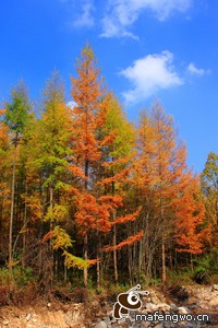 关键时刻球星异彩纷呈，助球队逆转胜利
